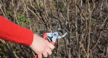 Jak správně omladit rybíz na podzim